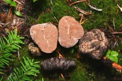 Gautieria monticola thumbnail 4