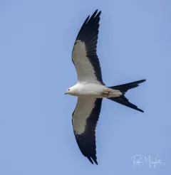 Swallow-tailed Kite thumbnail 2