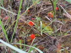 Dune Waxcap thumbnail 2