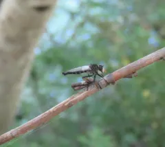 Neoitamus brevicomus thumbnail 1