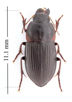 Anisodactylus merula thumbnail 2