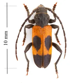 Cedar Tree Borer thumbnail 2