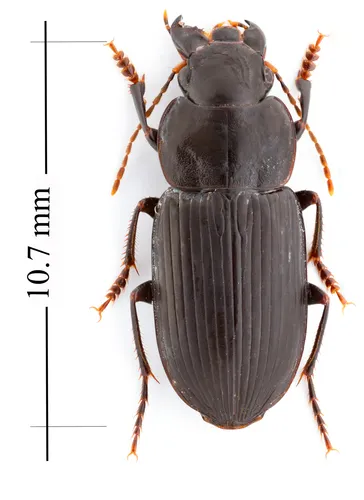 Xestonotus lugubris