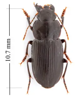 Xestonotus lugubris thumbnail 1