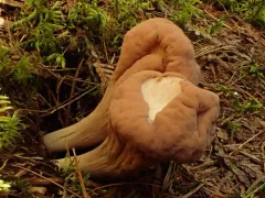 common club coral fungus thumbnail 2