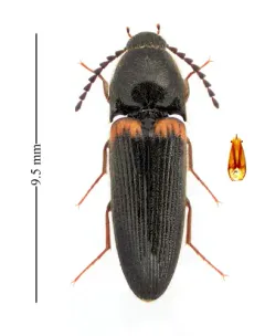Ampedus protervus thumbnail 2