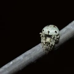 Humpbacked Orbweaver thumbnail 3