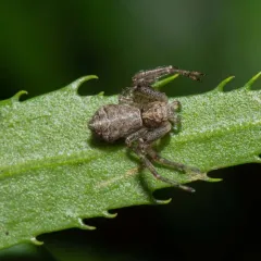 Tuberculated Crab Spider thumbnail 4