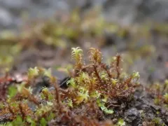 Rusty Beard-moss thumbnail 2