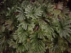 Faurie's hypopterygium moss thumbnail 2