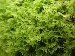 Lepidozia filamentosa thumbnail 2