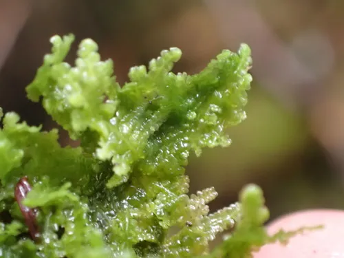 Radula auriculata