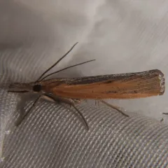 Sod Webworm Moth thumbnail 3