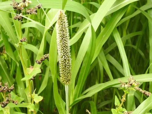 Pearl millet
