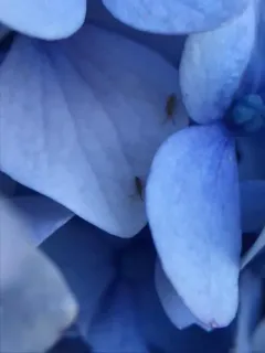 Dimorphic Springtail thumbnail 2