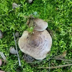 False Matsutake thumbnail 4