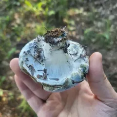 ochre gillgobbler thumbnail 3