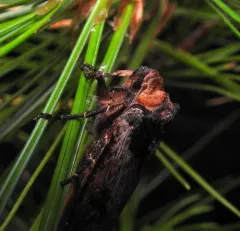 Acadian Swordgrass Moth thumbnail 3