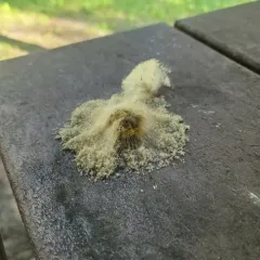Syzygites megalocarpus thumbnail 4
