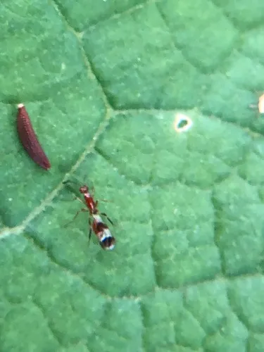 Acmopolynema varium