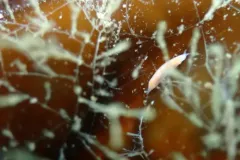 Vorticeros praedatorium thumbnail 2