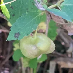 Jewelweed Gall Midge thumbnail 4