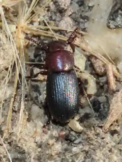 Conibius seriatus thumbnail 2