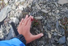 Ottertail Pass Saxifrage thumbnail 2