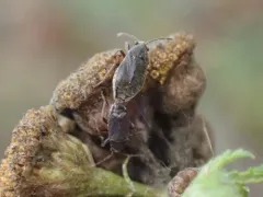 Stygnocoris rusticus thumbnail 2