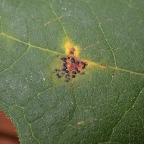 Speckled Tar Spot
