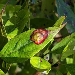Dogwood Eyespot Gall Midge thumbnail 4