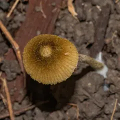 Entoloma flavoviride thumbnail 4