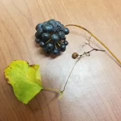 smooth carrionflower thumbnail 3