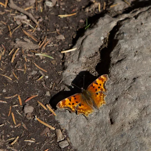 Hoary Comma