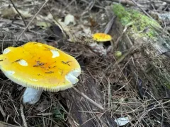 Yellow Swamp Brittlegill thumbnail 4