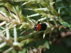 Blood-necked Cryptocephalus thumbnail 3