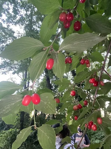 Korean cornel dogwood