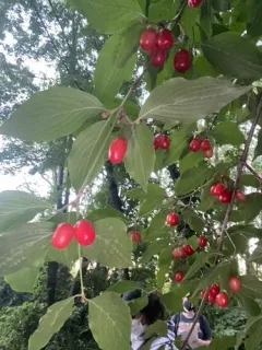 Korean cornel dogwood thumbnail 1