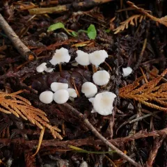Fir-Cone Mushroom thumbnail 2