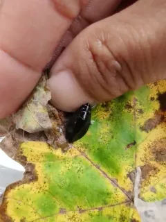 Dineutus discolor thumbnail 3