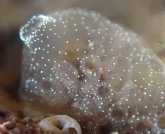 Jelly Crust Tunicate thumbnail 4