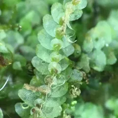 Meylan's Pouchwort thumbnail 4