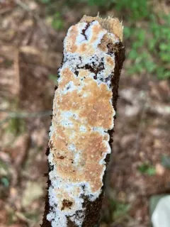 Steccherinum nitidum thumbnail 2