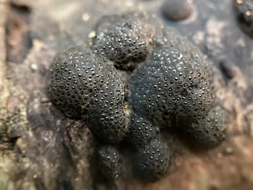 Annulohypoxylon annulatum