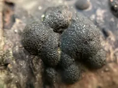 Annulohypoxylon annulatum thumbnail 1