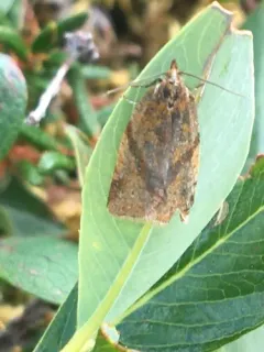 Clepsis moeschleriana thumbnail 3