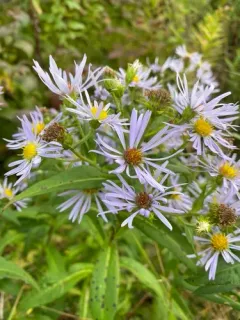 swamp aster thumbnail 5
