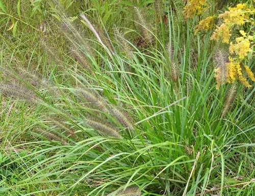 Chinese pennisetum