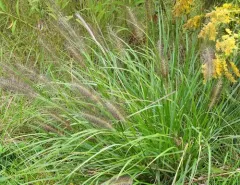 Chinese pennisetum