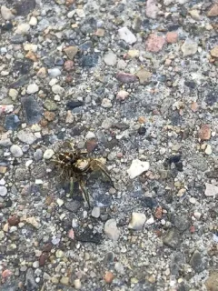 Habronattus festus thumbnail 2